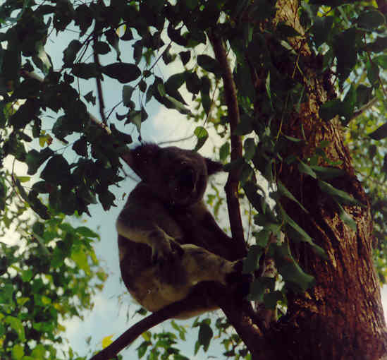 Koala in het 'wild'