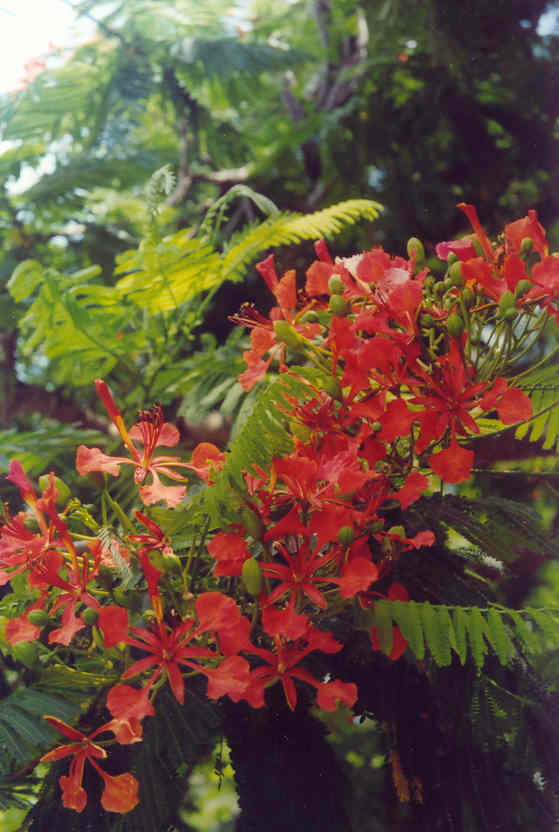 Rode bloemen in een boom op straat