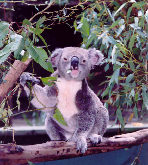 Blijven leuk die koala's