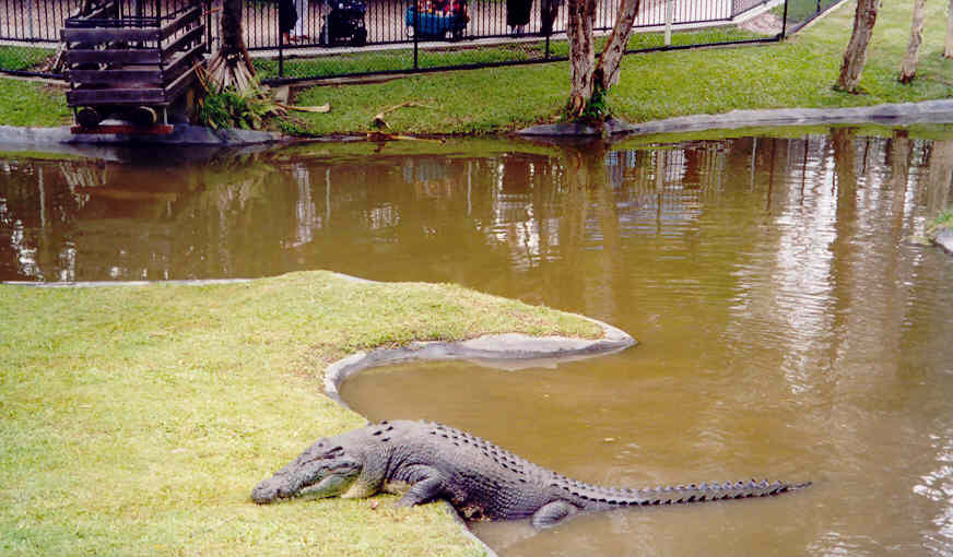 Krokodil in actie (2)