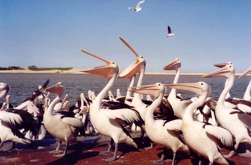 Pelikanen voeren