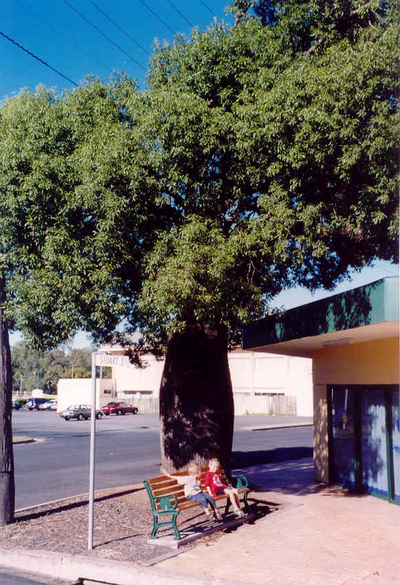 Bottletree in Dalby 