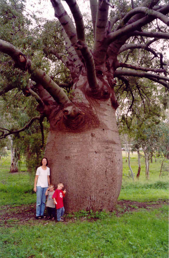 Grootste bottle tree in Roma