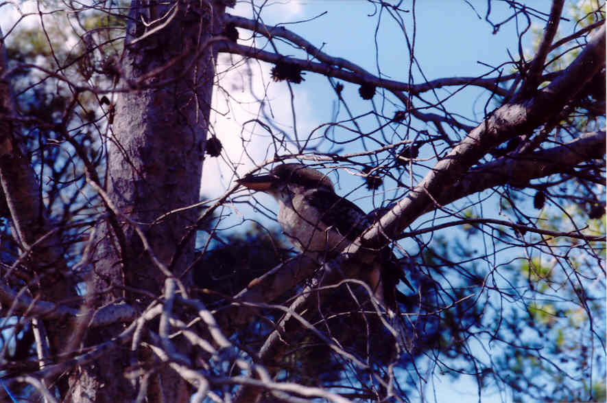 Kookaboera (bij Dalby)