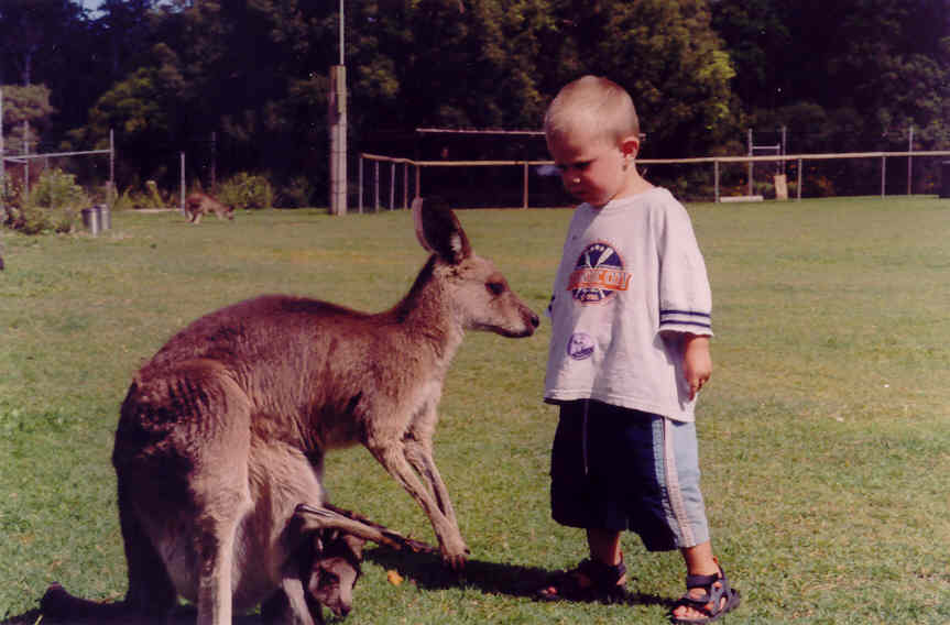 Kangaroe met baby