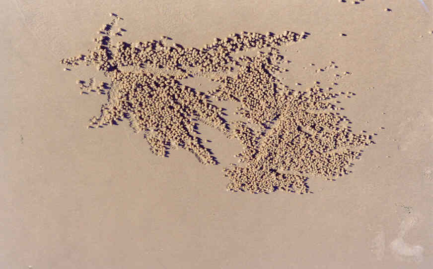Krabbetjes maken vreemde bolletjes op het strand